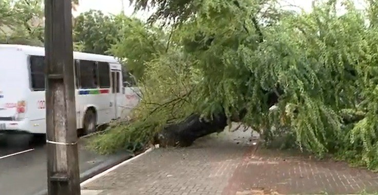 Queda arvore Cruz das Armas