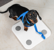 A obesidade prejudica a qualidade de vida dos animais de estimação (Imagem: Masarik | Shutterstock)