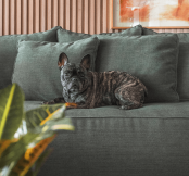 Alguns tipos de tecidos são ideais para casas com animais (Projeto: Dantas & Passos Arquitetura | Imagem: Henrique Ribeiro)