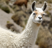 As lhamas desempenham um papel importante na vida da população dos Andes (Imagem: Jakub.it | Shutterstock)