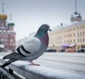 Pombo na russia 03