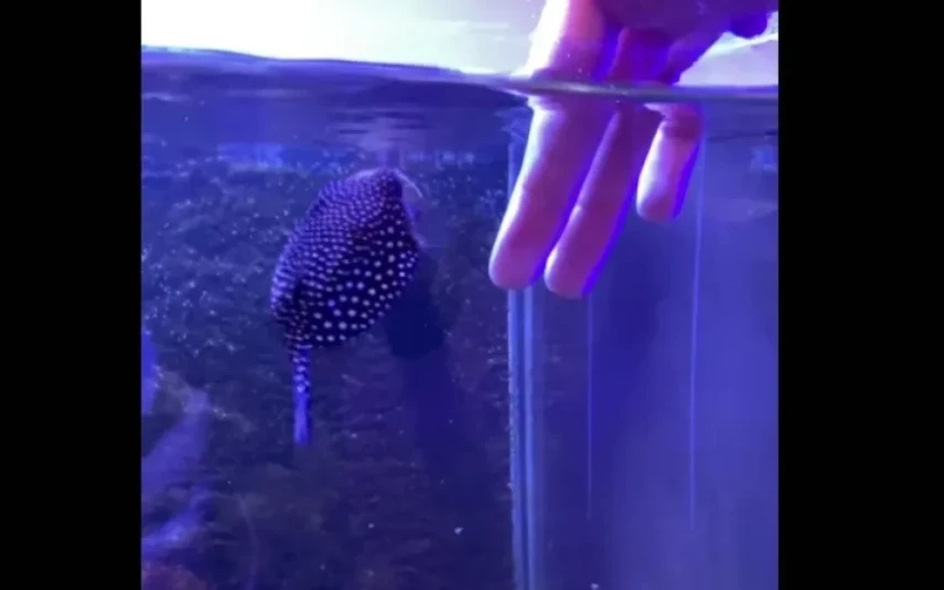 Globi o peixe que age como cachorro e vira sensacao nas redes sociais veja