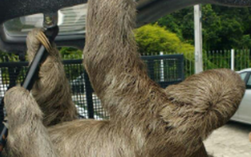 Além da fama de "preguiçoso", o bicho-preguiça esconde uma série de características surpreendentes (Imagem: aan03a | Shutterstock)