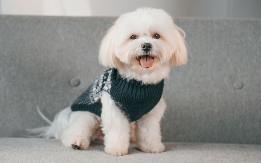 Certas raças de cachorro são conhecidas por preservar a expressão doce e a aparência de filhote, independentemente da idade (Imagem: Standret | Shutterstock)