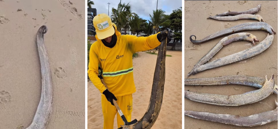 Imagens moreias em joao pessoa