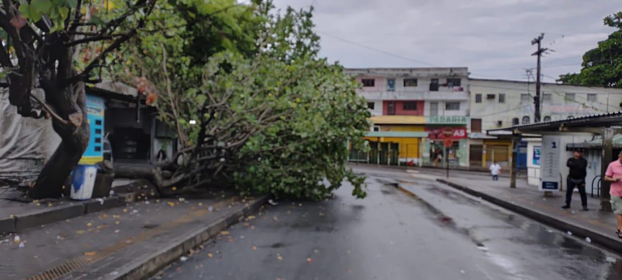 Queda arvore Terminal de integracao